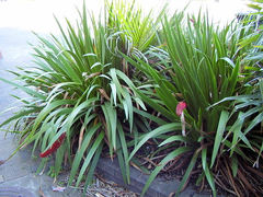 Xeronema callistemon