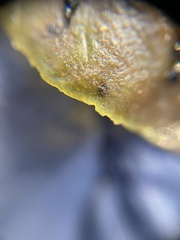 Saccharina latissima