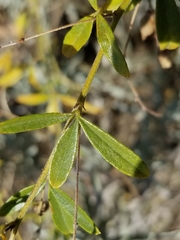 Pediomelum tenuiflorum