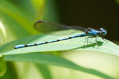 Argia elongata