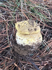 Amanita augusta