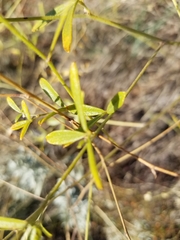 Pediomelum tenuiflorum