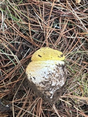 Amanita augusta