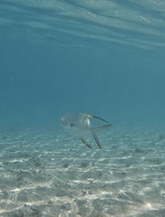 Trachinotus blochii