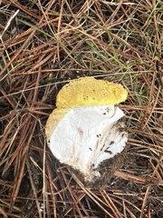 Amanita augusta