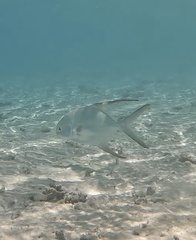 Trachinotus blochii