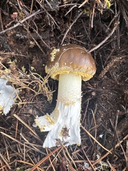 Amanita augusta