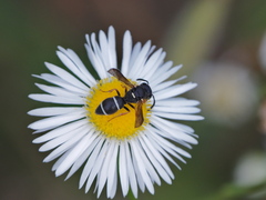 Stenodynerus bluethgeni
