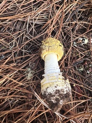 Amanita augusta