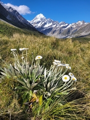 Celmisia semicordata