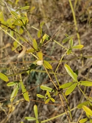 Pediomelum tenuiflorum