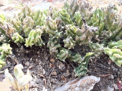 Grusonia aggeria