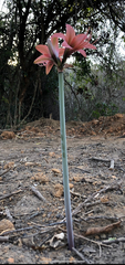 Hippeastrum stylosum