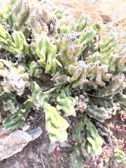 Grusonia aggeria