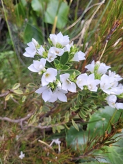 Veronica macrantha