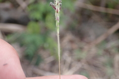 Dichanthium aristatum
