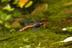 Libellula herculea