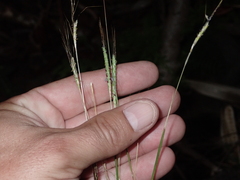 Dichanthium aristatum