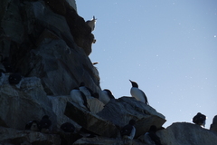 Uria aalge hyperborea