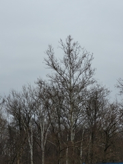 Platanus occidentalis