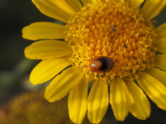 Geocoris erythrocephalus