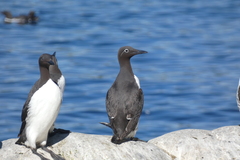 Uria aalge hyperborea