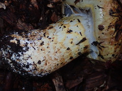 Cortinarius ponderosus