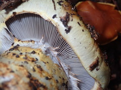 Cortinarius ponderosus