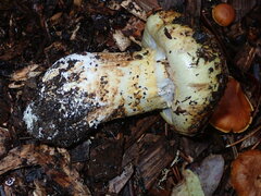 Cortinarius ponderosus