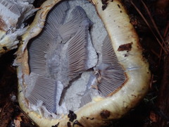 Cortinarius ponderosus