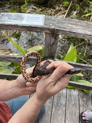 Nerodia fasciata pictiventris