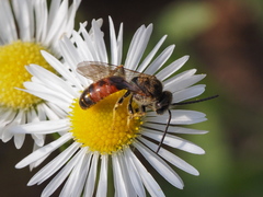 Sphecodogastra