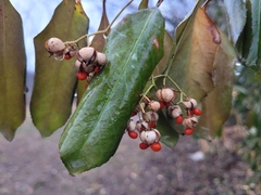 Euonymus fortunei