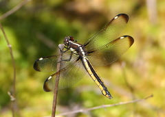 Libellula cyanea
