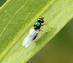 Microchrysa