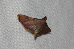 Endotricha mesenterialis