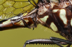 Macrothemis pseudimitans