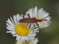 Coriomeris denticulatus