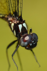 Macrothemis pseudimitans