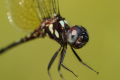 Macrothemis pseudimitans