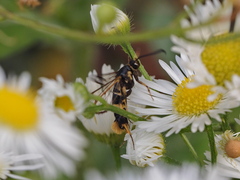 Synanthedon