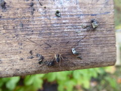 Phalangium opilio