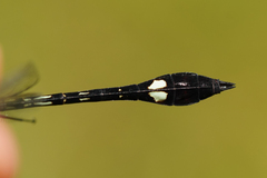 Macrothemis pseudimitans
