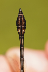 Macrothemis pseudimitans