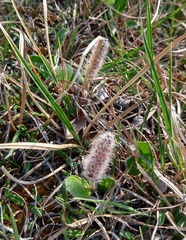 Salix arctica
