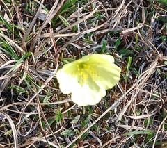 Papaver lapponicum