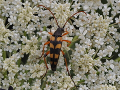 Strangalia attenuata