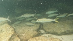 Mulloidichthys flavolineatus