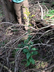 Solidago arguta arguta