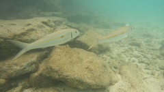 Mulloidichthys flavolineatus